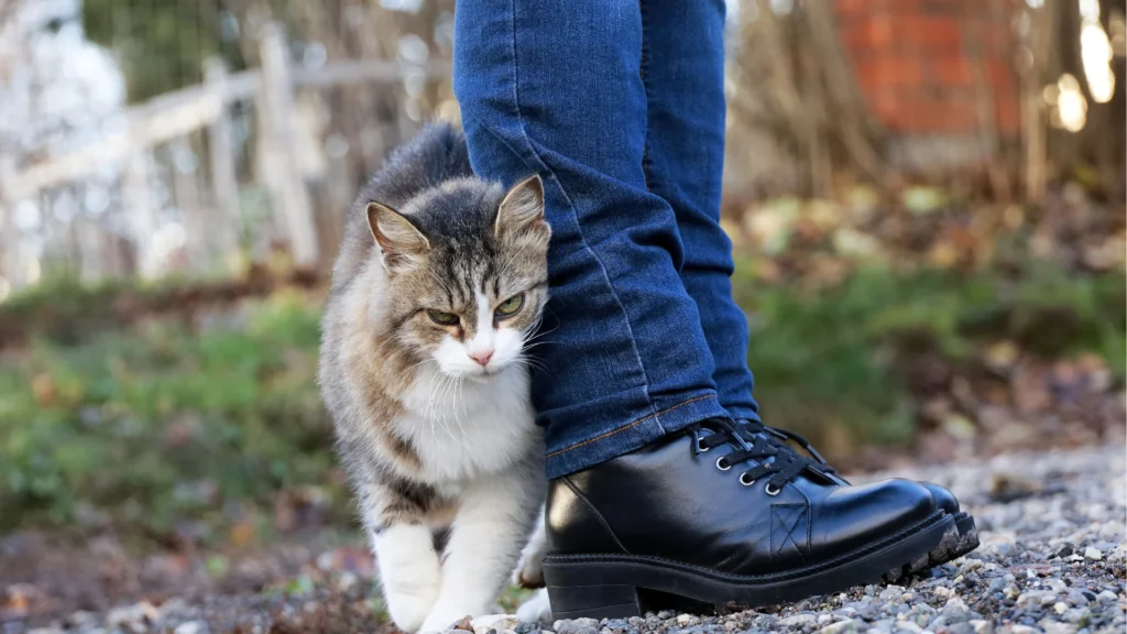 Cat rubbing against a person's leg outdoors