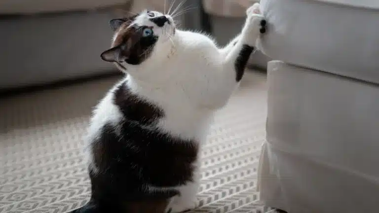 A black, white, and brown cat scratching a white fabric sofa.